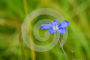 Single blue flower on grass background