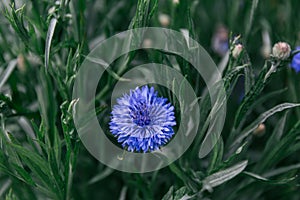 single blue flower in green background