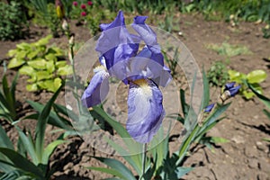 Single blue flower of iris in spring