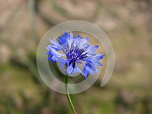 Single blue flower
