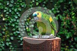 Single Blue-Fronted Amazon Parrot (Amazona aestiva)