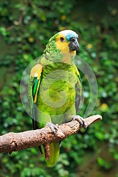 Single Blue-Fronted Amazon Parrot (Amazona aestiva)