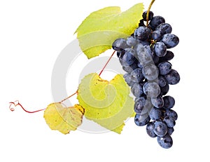 Single blue grape cluster with leaves