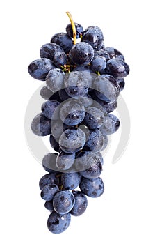 Single blue grape cluster