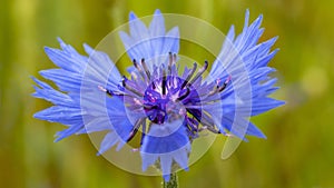 A single blue haber lit by the sun.