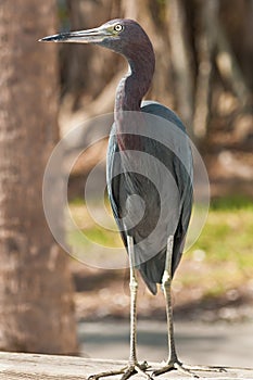Single blue heron standing of a wood rail