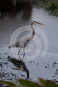 Blue heron strolling through water