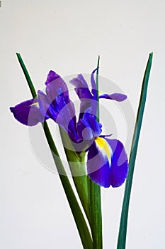 single Blue Iris flower