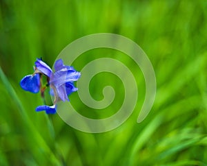 Single blue Iris flower on green