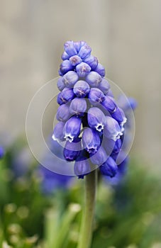 Single blue muscari flower (Grape Hyacinth)