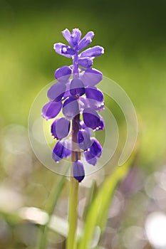 Single blue muscari hyacinth in the garden