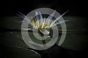 A single Blue Nile Waterlily (Nymphaea Caerulea) Flower