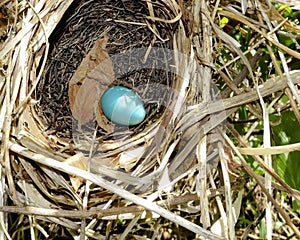 Single Blue Robin's Egg