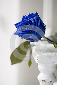 Single blue rose