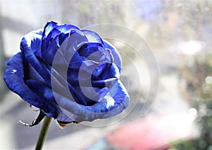 Single Blue Rose abstract background