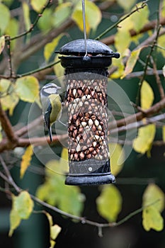 single blue tit on a  bird feeder in the garden