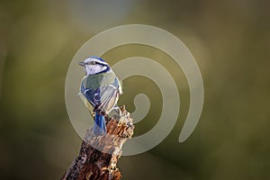 Single Blue tit Cyanistes caeruleus perched on the endf a twig