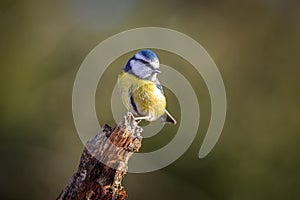 Single Blue tit Cyanistes caeruleus perched on the endf a twig