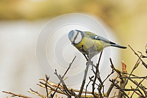 single blue tit on the hedge in the garden