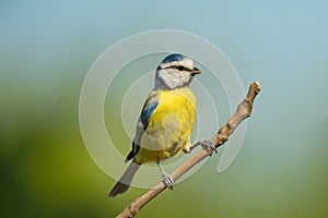 Single blue tit sitting on tree branch