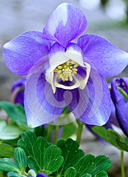 Single Blue and White Dwarf Aquilegia Flower