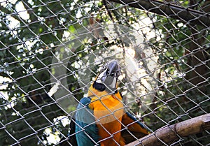 Single blue and yellow macaw or ara chloropterus bird clings in steel cage