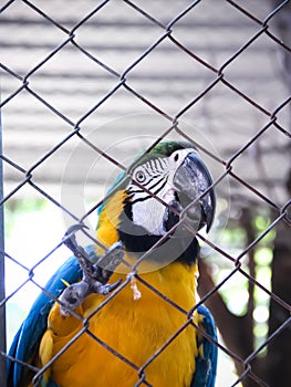 Single blue and yellow macaw or ara chloropterus bird clings in steel cage pet background