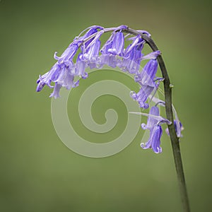 A single Bluebell