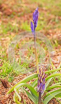 A single bluebell in the Ashdown Forest England woods