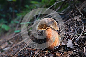 Single Boletus calopus fungus