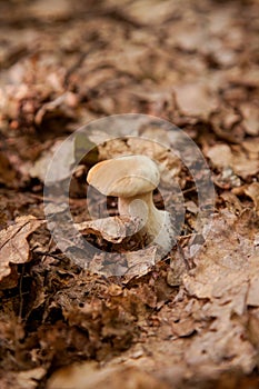 Single Boletus mushroom in the wild. Porcini mushroom grows on the forest floor at autumn season