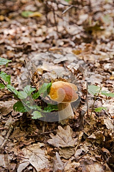 Single Boletus mushroom in the wild. Porcini mushroom grows on the forest floor at autumn season