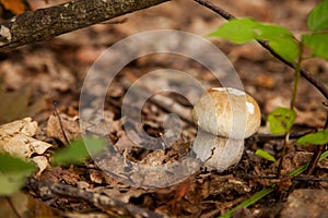 Single Boletus mushroom in the wild. Porcini mushroom grows on the forest floor at autumn season