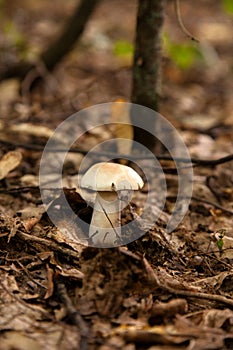 Single Boletus mushroom in the wild. Porcini mushroom grows on the forest floor at autumn season