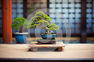 single bonsai tree centered in a zen garden