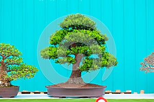Single bonzai plant