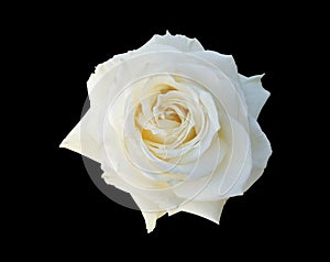 Single bosom white rose flower isolated on black background