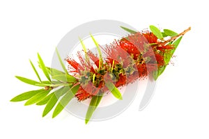 Single Bottlebrush Bloom photo