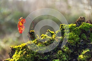 Single bramble shoot, on moss covered tree stump.