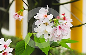 Single Branch Blossom pink sakura in the Tianyuan Temple,Taiwan