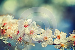 Single branch of blossoming cherry tree floral