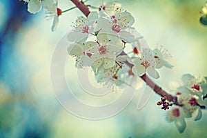 Single branch of blossoming cherry tree with white