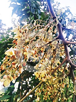 Single branch of Crepe Myrtle or Lagerstroemia indica tree plant with partially shriveled and dried light colorful flower.