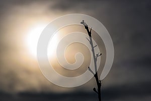 Single branch and faded sun