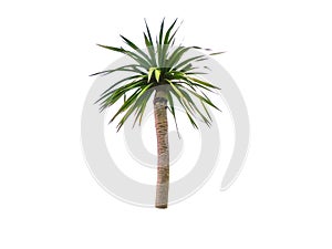 Single branch of green Dragon tree isolated on white background.