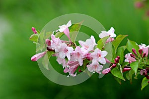 Single branch of Weigela Florida Pink princess hardy plant with rose pink tubular foxglove shaped fully open blooming flowers and