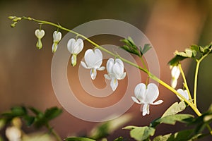 A stem of white Bleeding Hearts