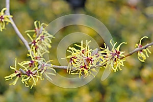 A single branch of Witch Hazel Hamamelis mollis. Vibrant yellow, and red ribbony tendrils contrast with a soft green sky b