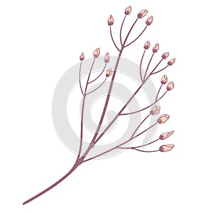 Single branch with yellow flowers buds of spray rose. Flower head isolated on white background. Hand drawn floral illustration.