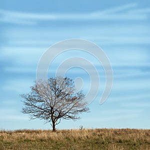 Single branchy tree without leaves in dry field under blue sky.